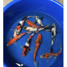 8-10 inch AAA Grade Koi (Qty of 4)  Picture is only display of what kind you will get.